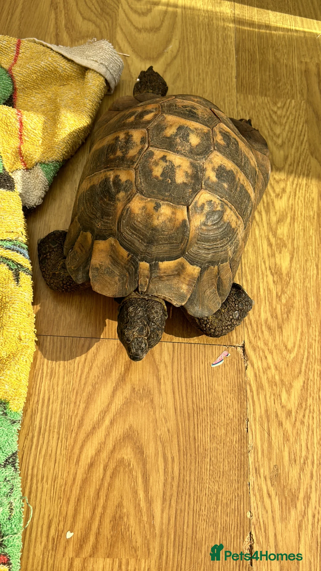 Hermann Tortoise reptiles for sale: 60+ year old male tortoise  - Advert 6