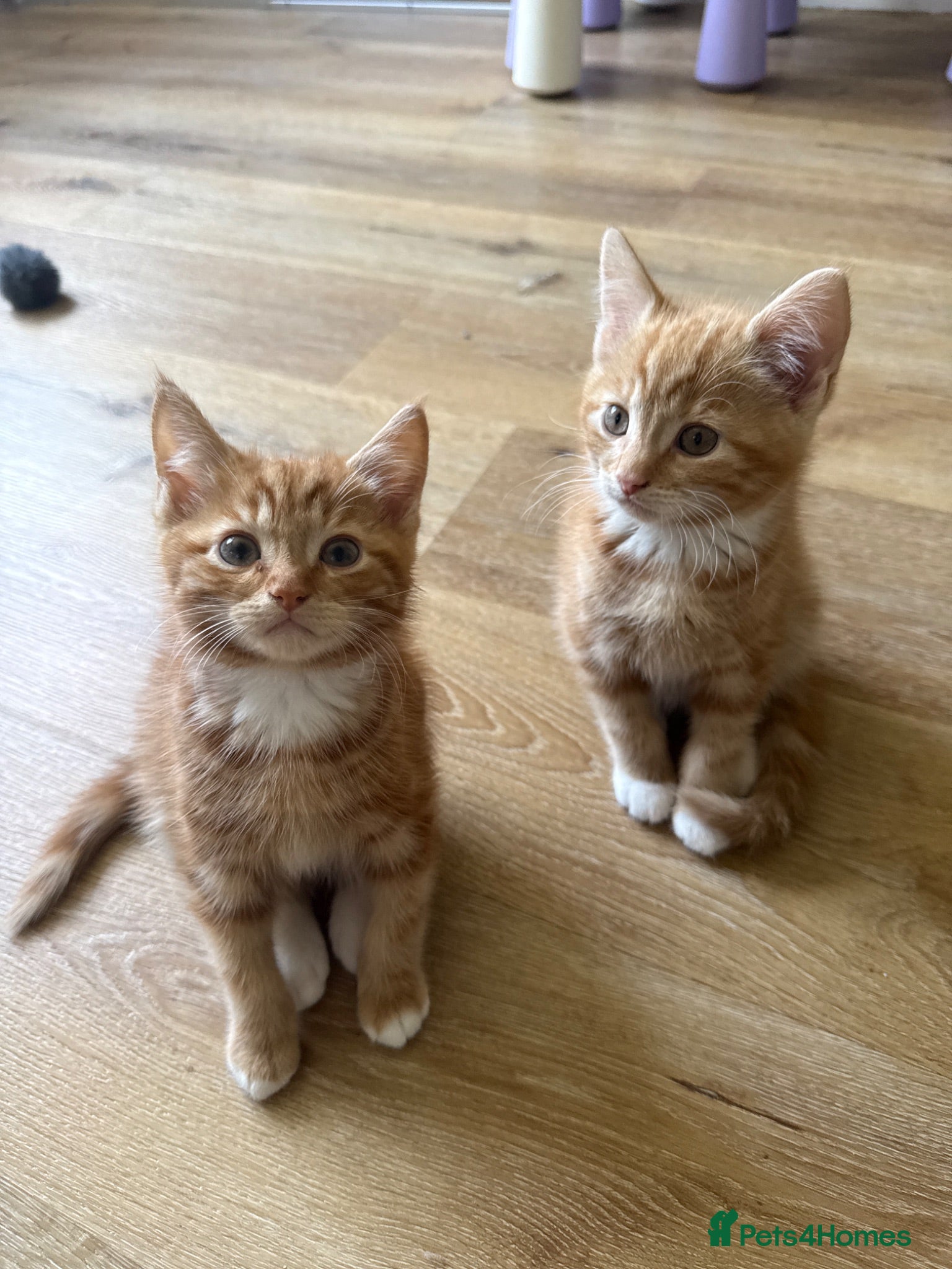 Mixed Breed cats Persian cross ginger males! 2 LEFT READY NOW🩷 - Advert 2