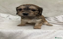 Mixed Breed dogs for sale: Adorable Cockerchons Fluffy, Low-Shed Wonders! - Image 12
