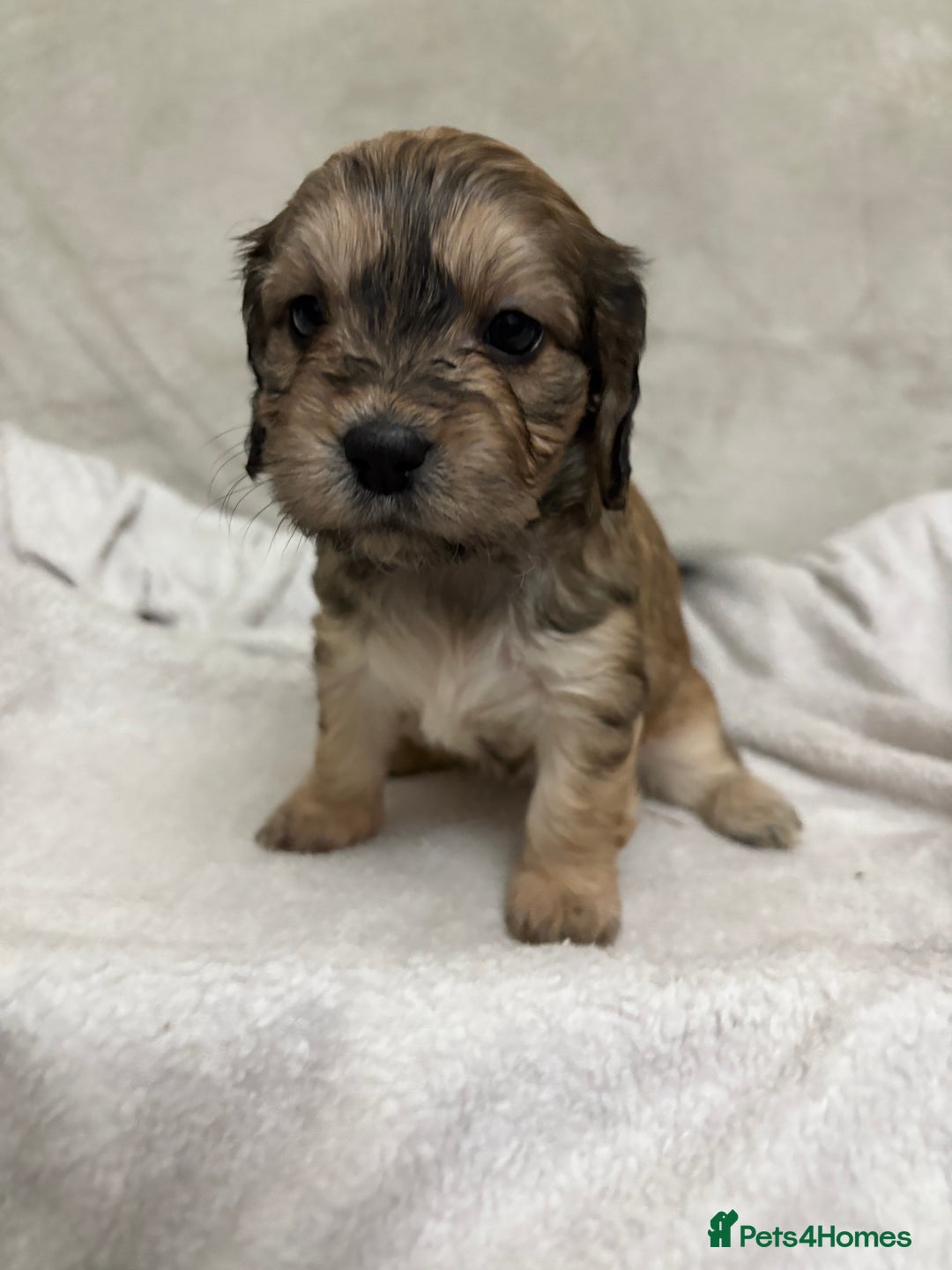 Mixed Breed dogs for sale: Adorable Cockerchons Fluffy, Low-Shed Wonders! - Image 12