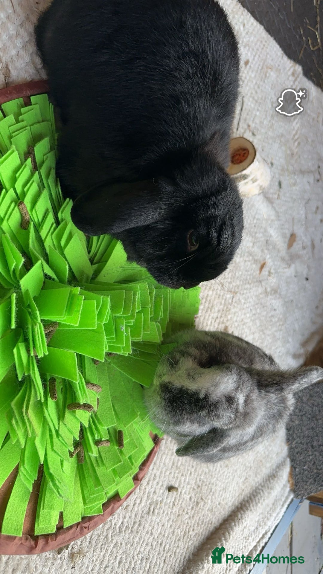 Mini Lop rabbits for sale: 2 rabbits for sale - Image 7