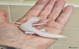 Leopard Gecko reptiles for sale: Home bred leopard geckos  - Image 12