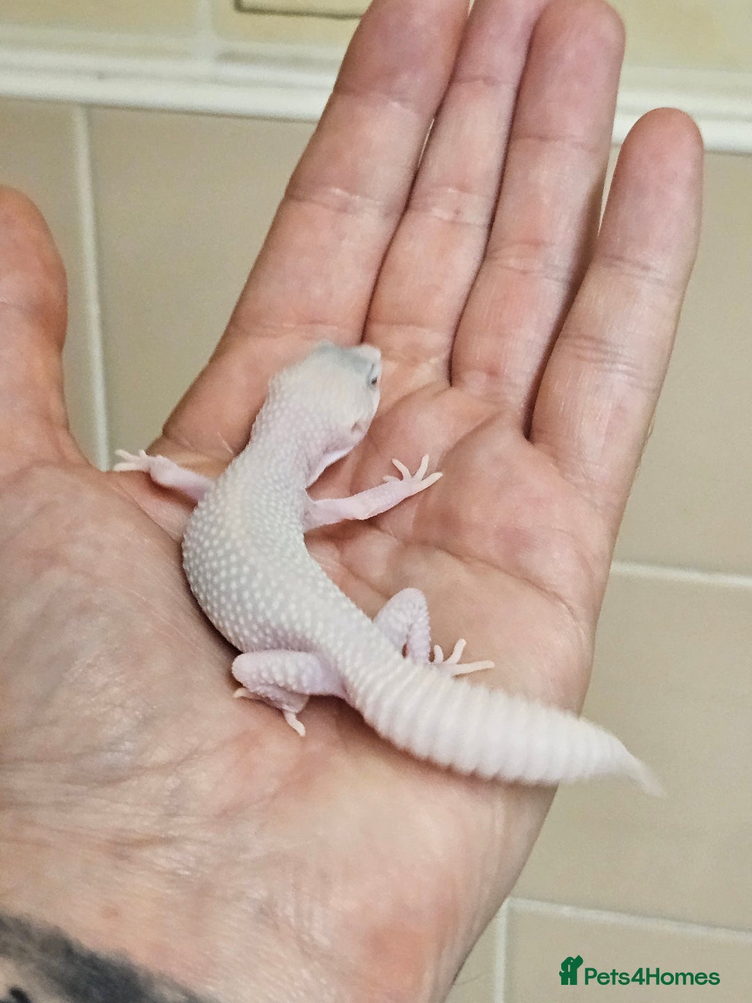 Leopard Gecko reptiles for sale: Home bred leopard geckos  - Image 12