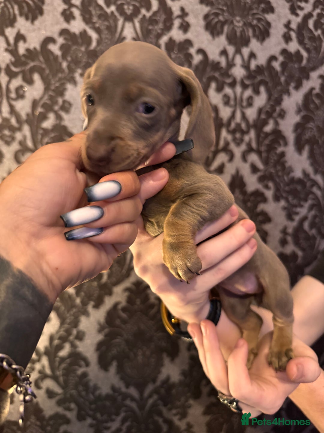 Dachshund dogs for sale: **** Absolutely Stunning Babies **** - Advert 16