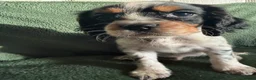Cockalier dogs for sale: Beautiful, health tested cockalier puppies.  - Advert 16