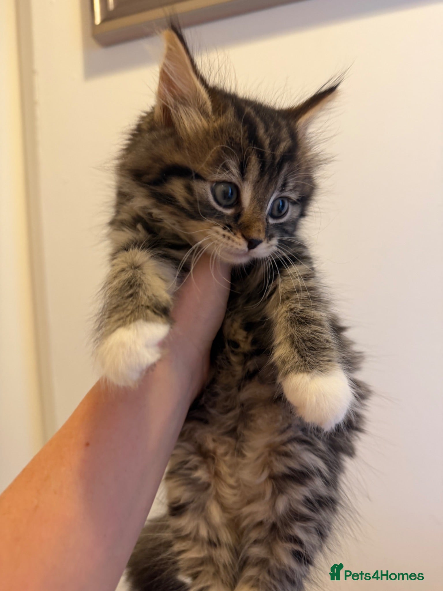 Mixed Breed cats kittens ready for new homes  - Advert 1