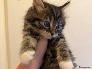 Mixed Breed cats kittens ready for new homes - Advert 1
