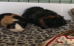 Guinea Pig rodents for sale: 2 Male Guinea Pigs For Sale  - Image 2