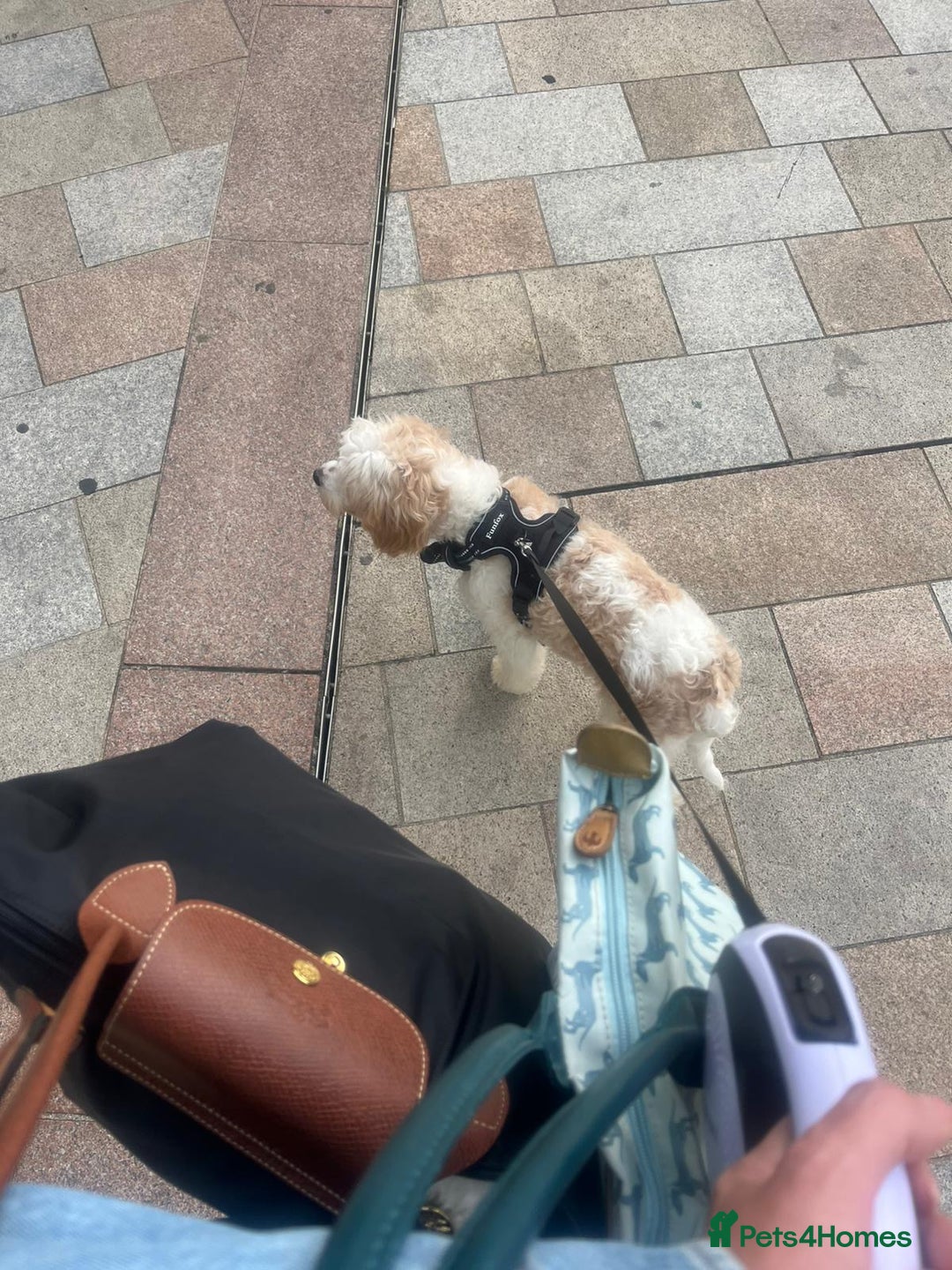 Cavapoo dogs for sale: Lovely Cavapoo for sale - Image 4