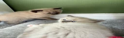 Ragdoll cats for sale:  Blue-Eyed Luxury Pedigree Kittens 🐾 in Grimsby - Advert 7