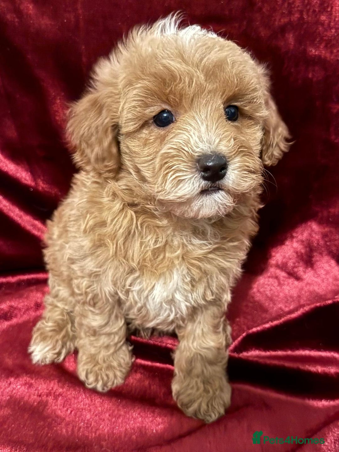 Maltipoo dogs for sale: READY TO LEAVE!! BEAUTIFUL LITTER OF F1B MALTIPOOS - Advert 5