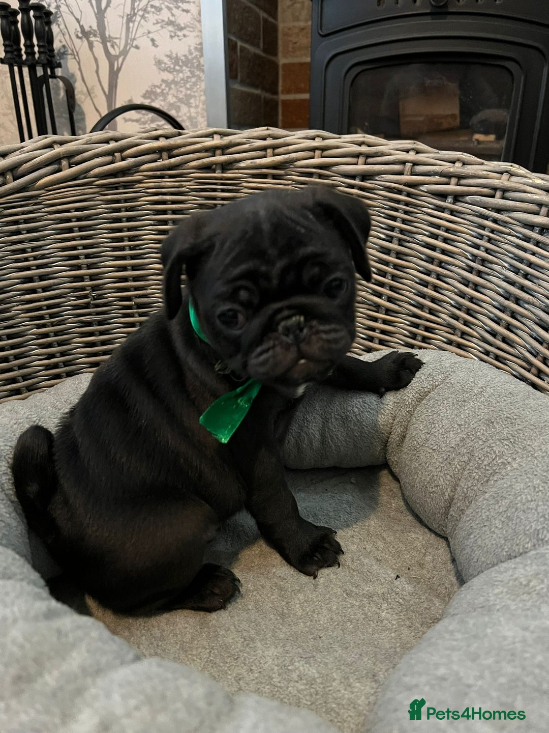 Pug dogs for sale: Superb Pug Puppies - ready now - Advert 13