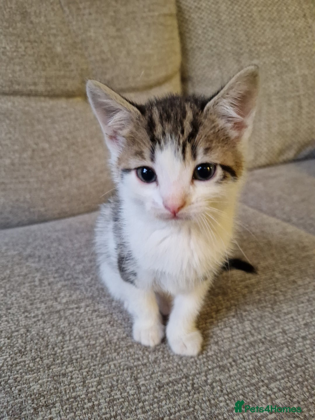 Mixed Breed cats for sale: 4 beautiful kittens available Saturday 22nd - Advert 3