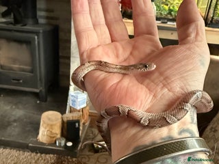 Corn Snake reptiles Corn snake and set up. - Advert 3