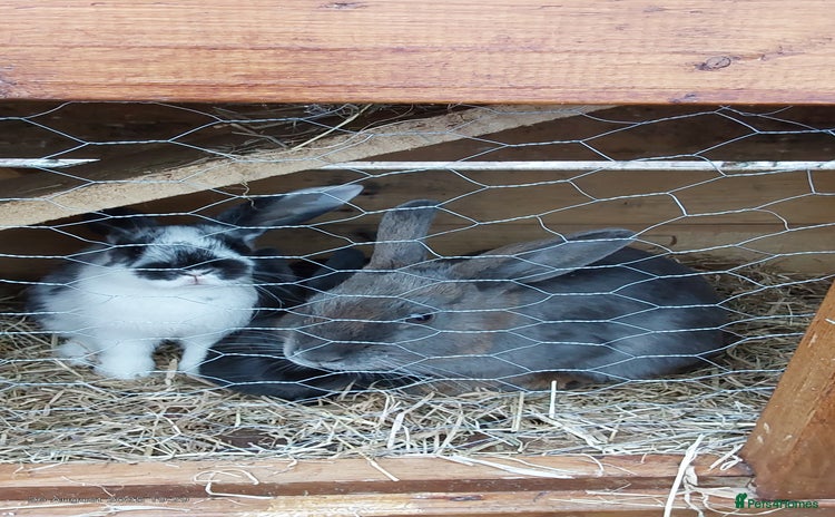 Mixed Breed rabbits - Advert 2