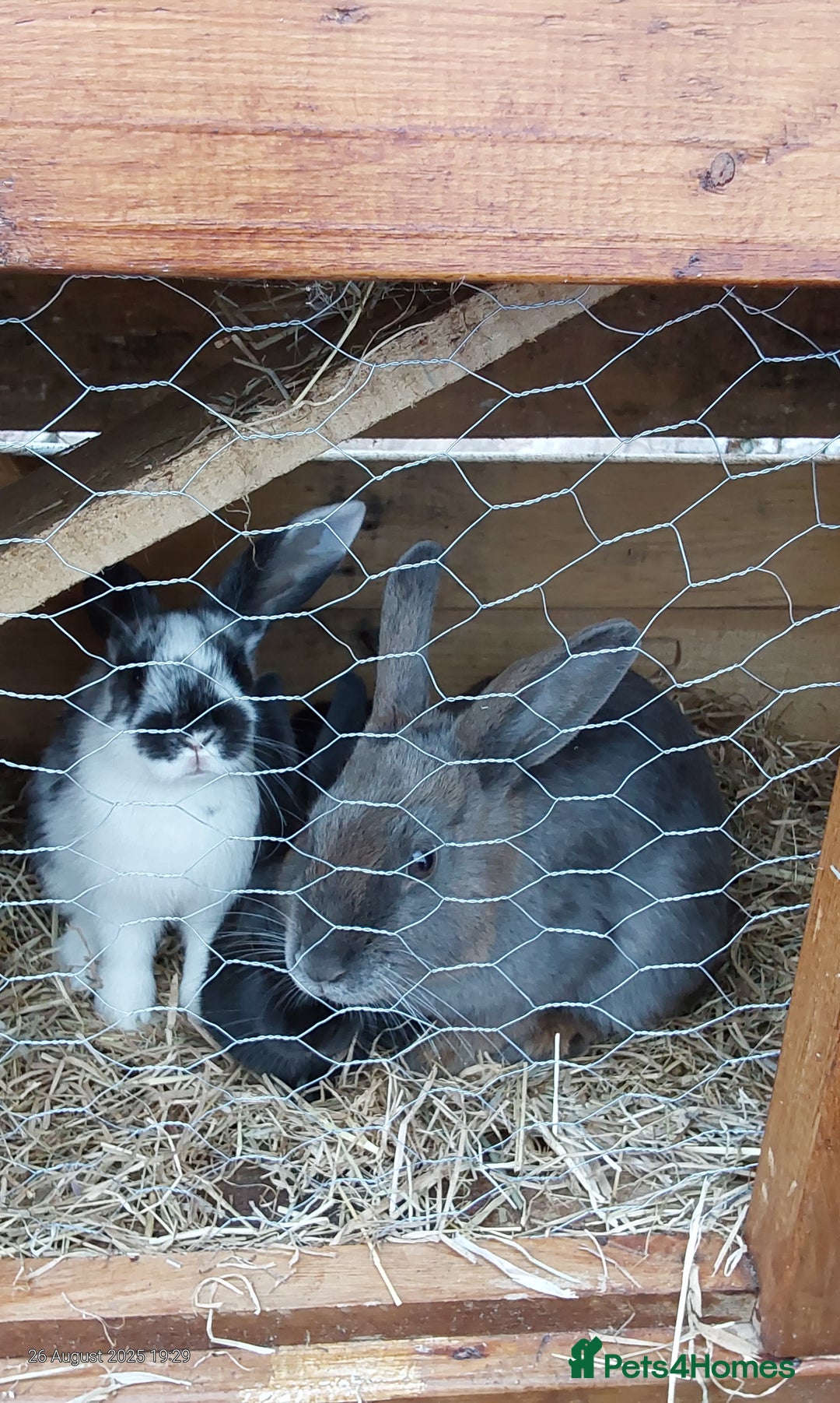 Mixed Breed rabbits for sale: 4 beautiful rabbits  - Image 1