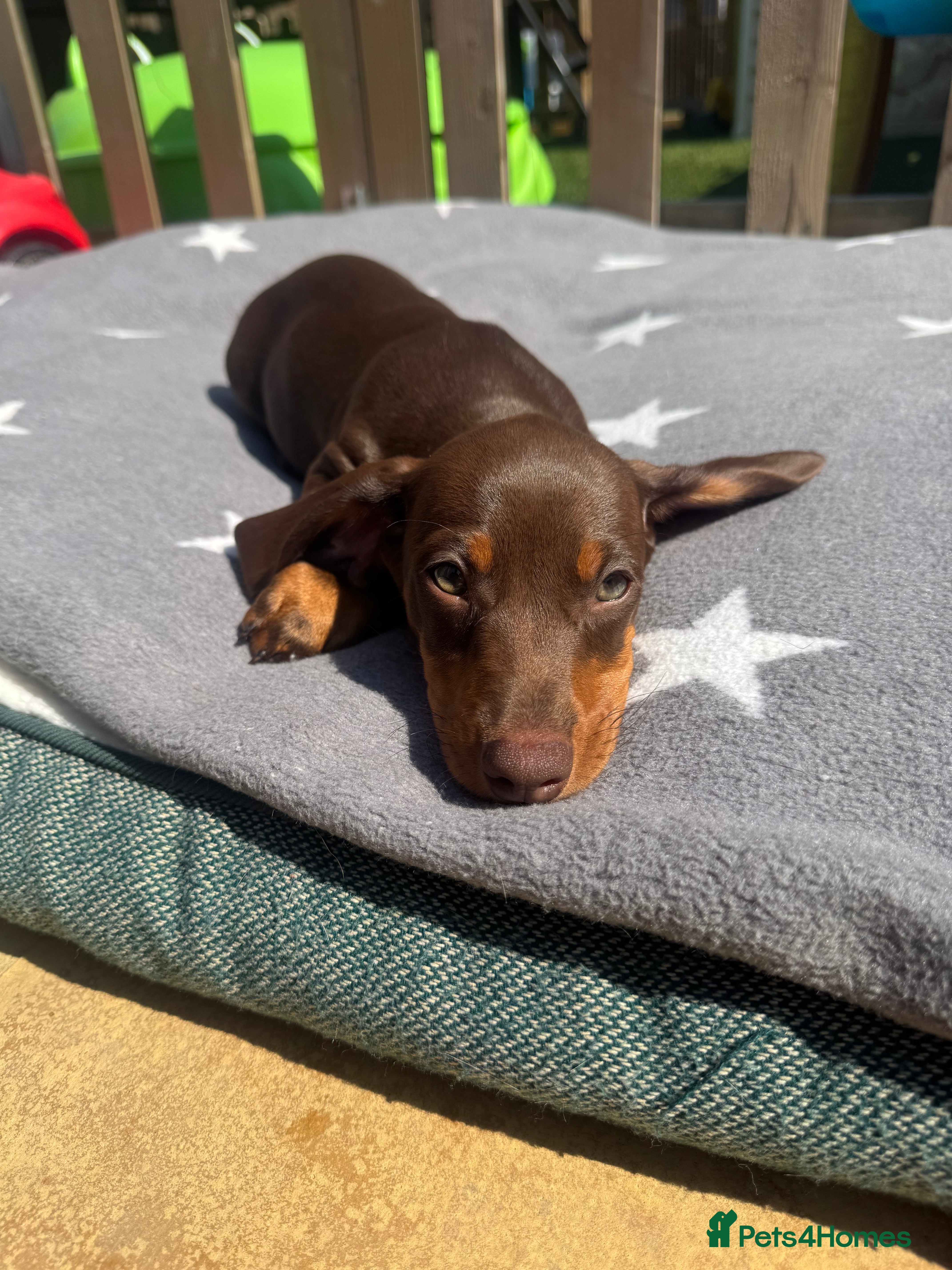 Miniature Dachshund dogs Beautiful PRA Clear Mini Dachshund Puppies  - Advert 4