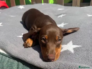 Miniature Dachshund dogs Beautiful PRA Clear Mini Dachshund Puppies - Advert 4