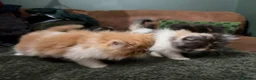 Persian cats for sale: Beautiful Pedigree Persian Kittens ready NOW - Advert 13