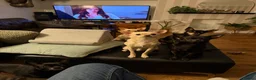 Chihuahua dogs for sale: 5 chihuahuas needing a new home  in Dawlish - Advert 1