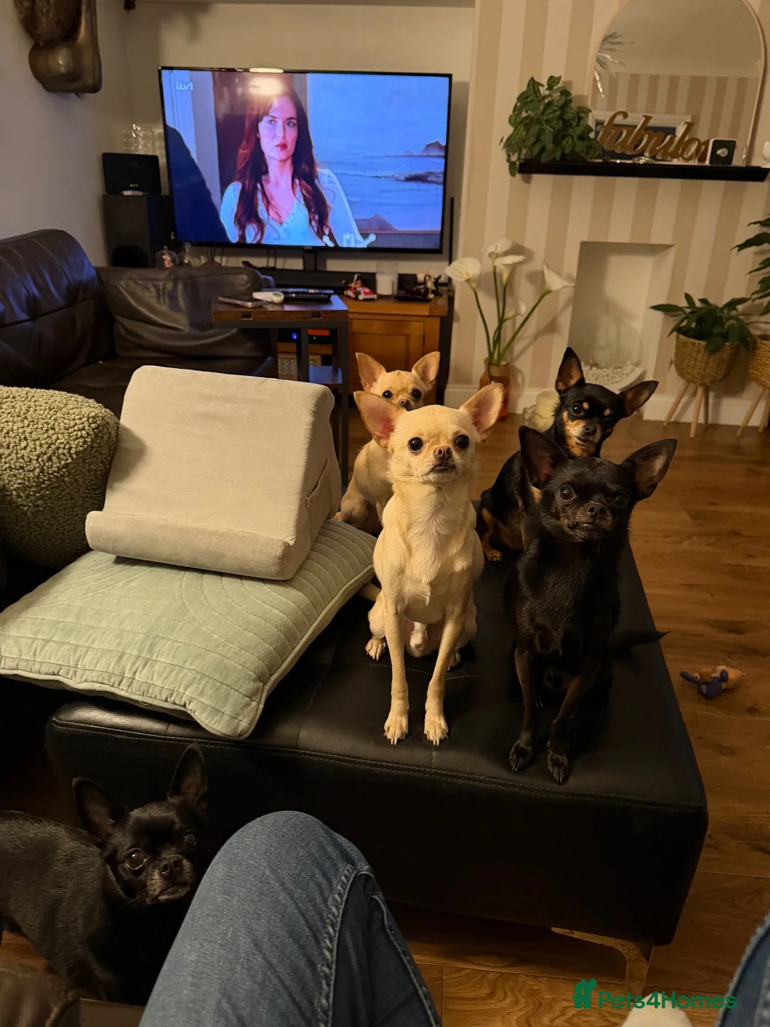 Chihuahua dogs for sale: 5 chihuahuas needing a new home  in Dawlish - Advert 1