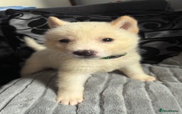 Akita dogs for sale: 4 American Akita puppies left. Ready 13th august! - Image 3
