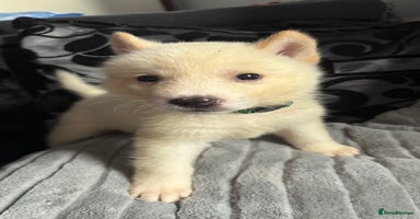 Akita dogs - Advert 7