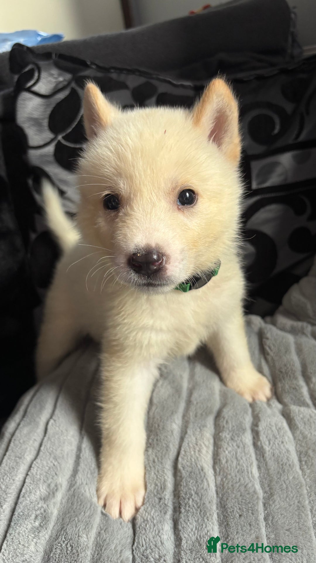 Akita dogs for sale: 4 American Akita puppies left. Ready 13th august! - Image 3