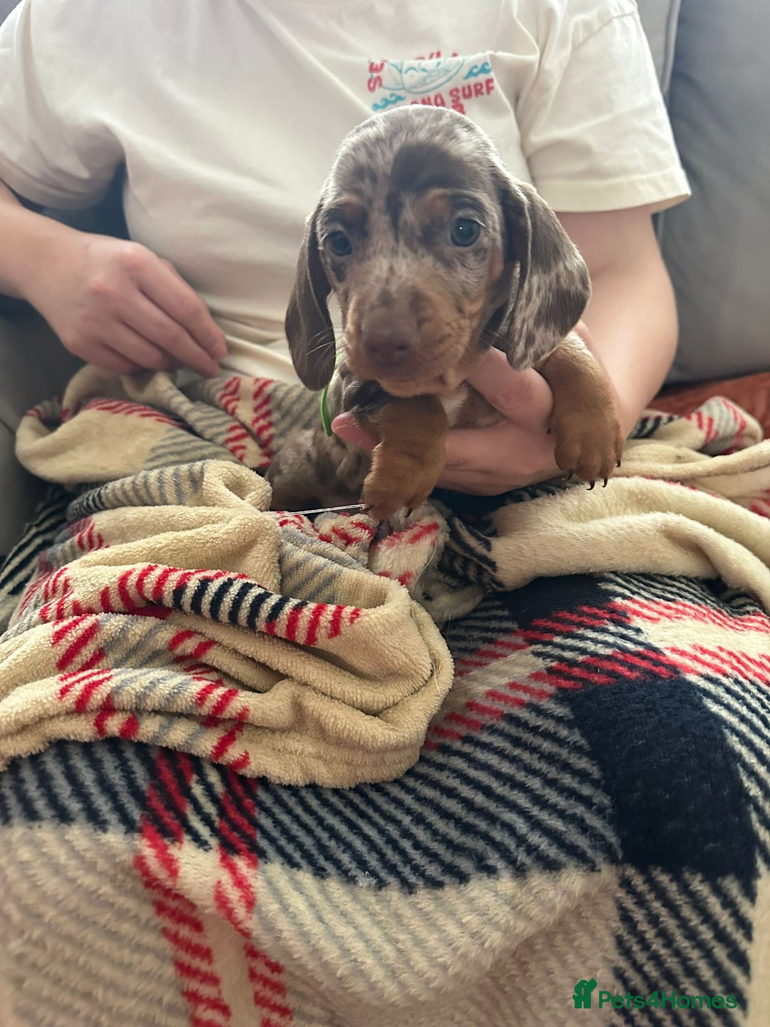Miniature Dachshund dogs for sale: Miniature dachshund  - Image 14