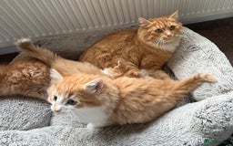Mixed Breed cats for sale: SUPER FLUFFY KITTENS READY NOW - Advert 13