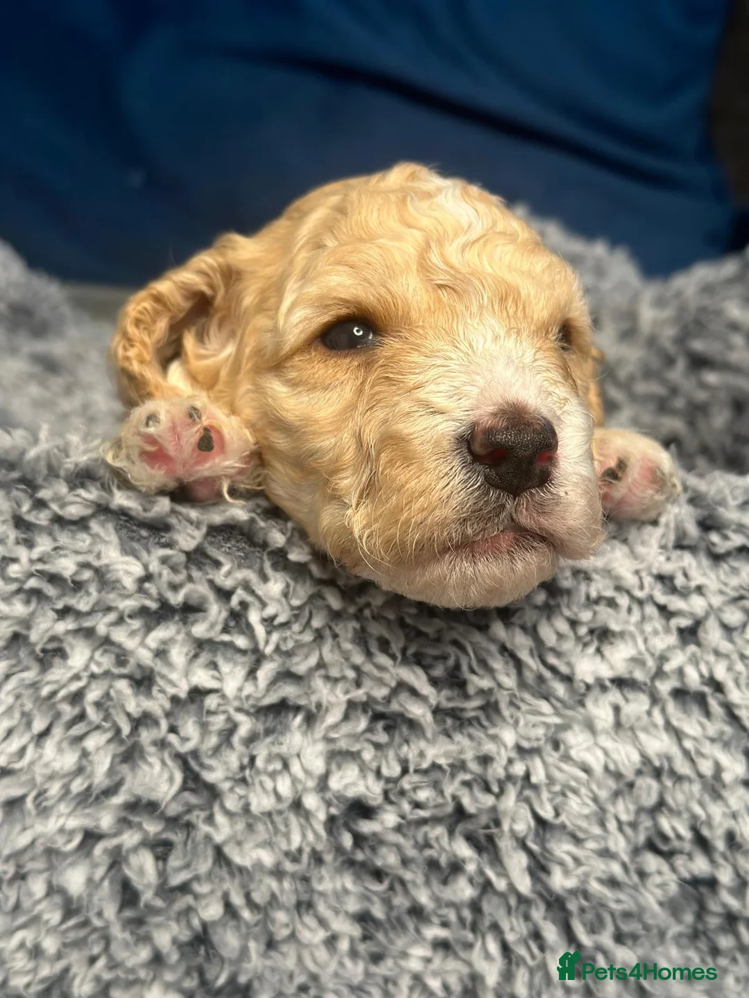 Miniature Poodle dogs for sale: Gorgeous pure bred miniature poodles - Advert 20