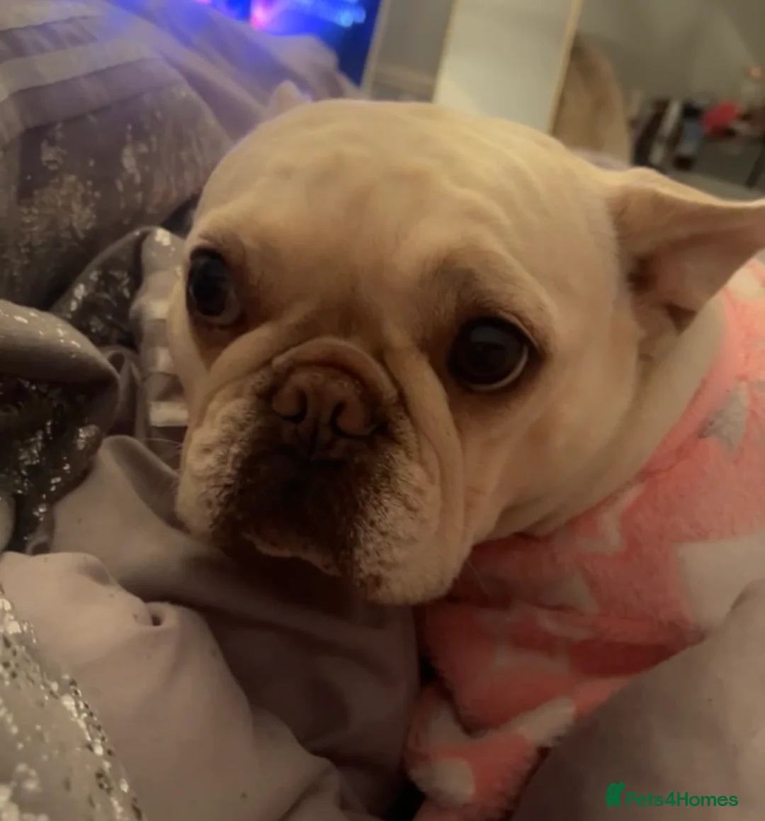 French Bulldog dogs for sale: French Bulldog- 4.5 Year Old Female  - Advert 5