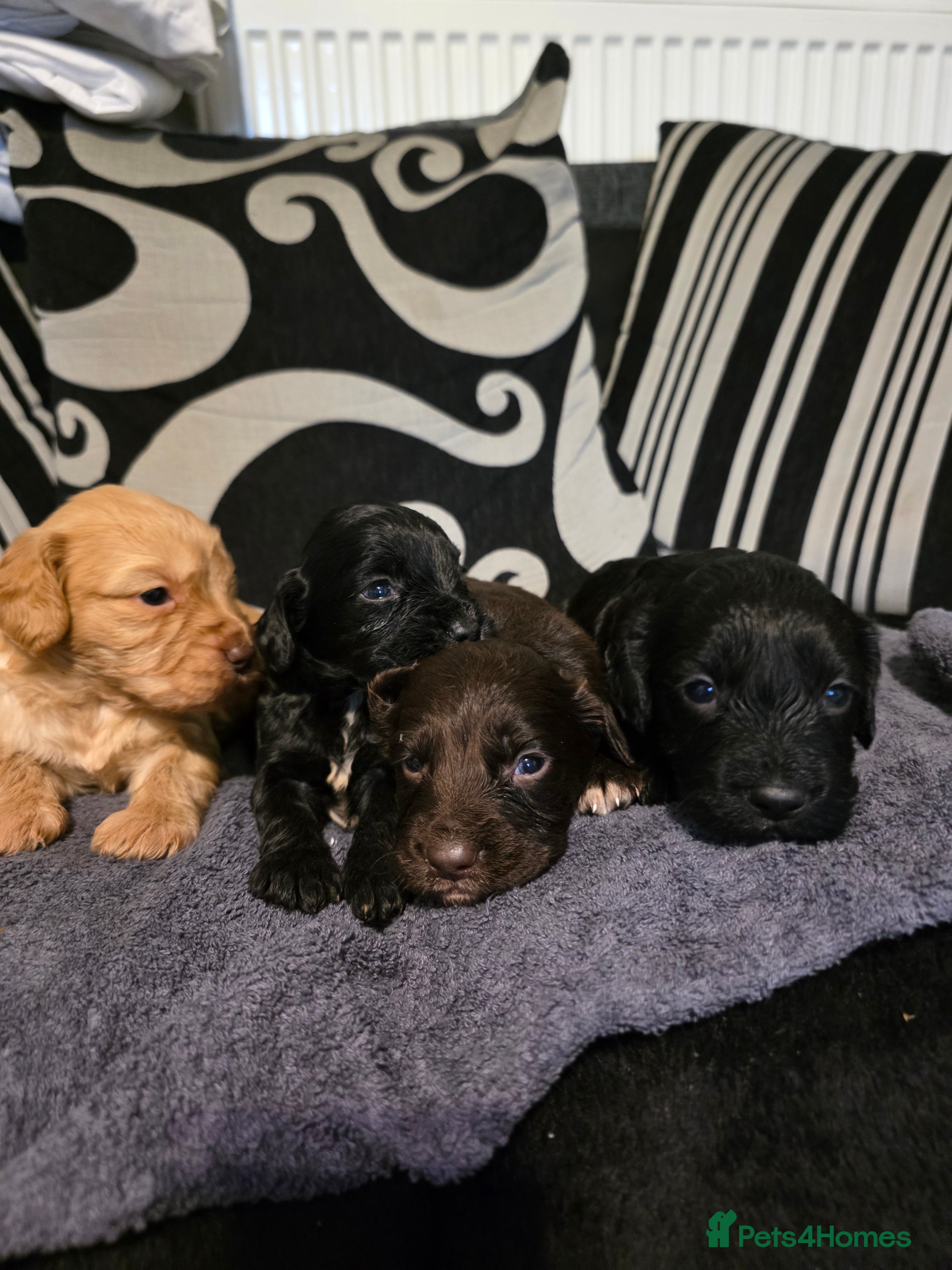 Cockapoo dogs F1B Cockapoo puppies - Advert 2