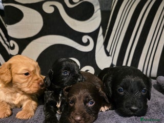 Cockapoo dogs F1B Cockapoo puppies - Advert 1