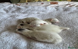 Ragcoon cats for sale: Kittens for sale  - Image 1