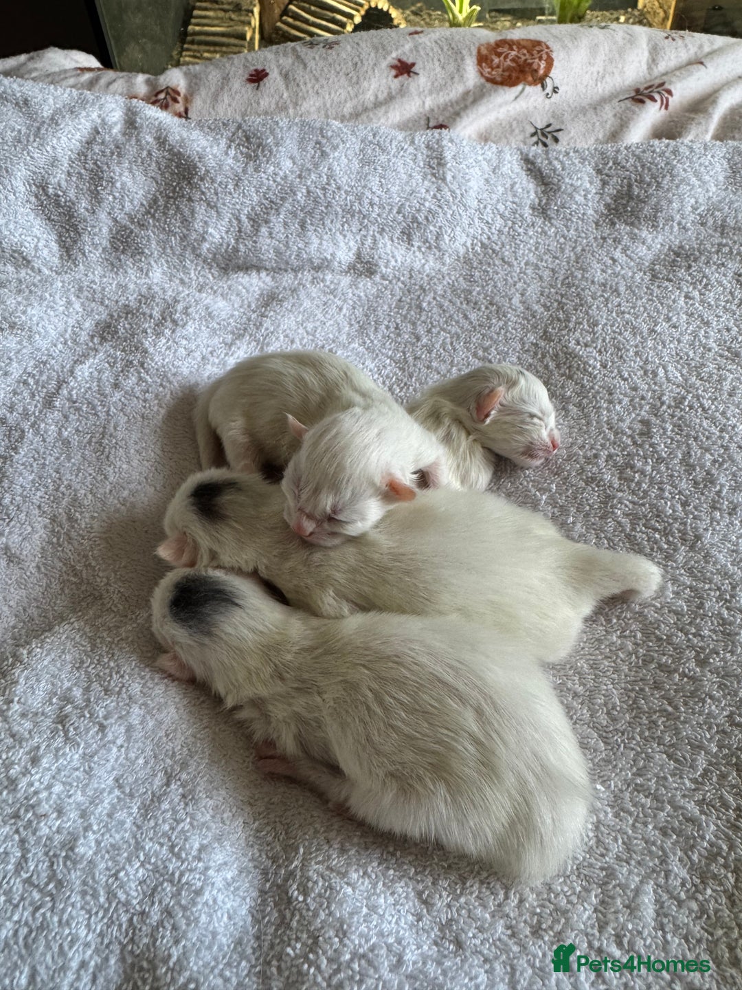 Ragcoon cats for sale: Kittens for sale  - Image 1
