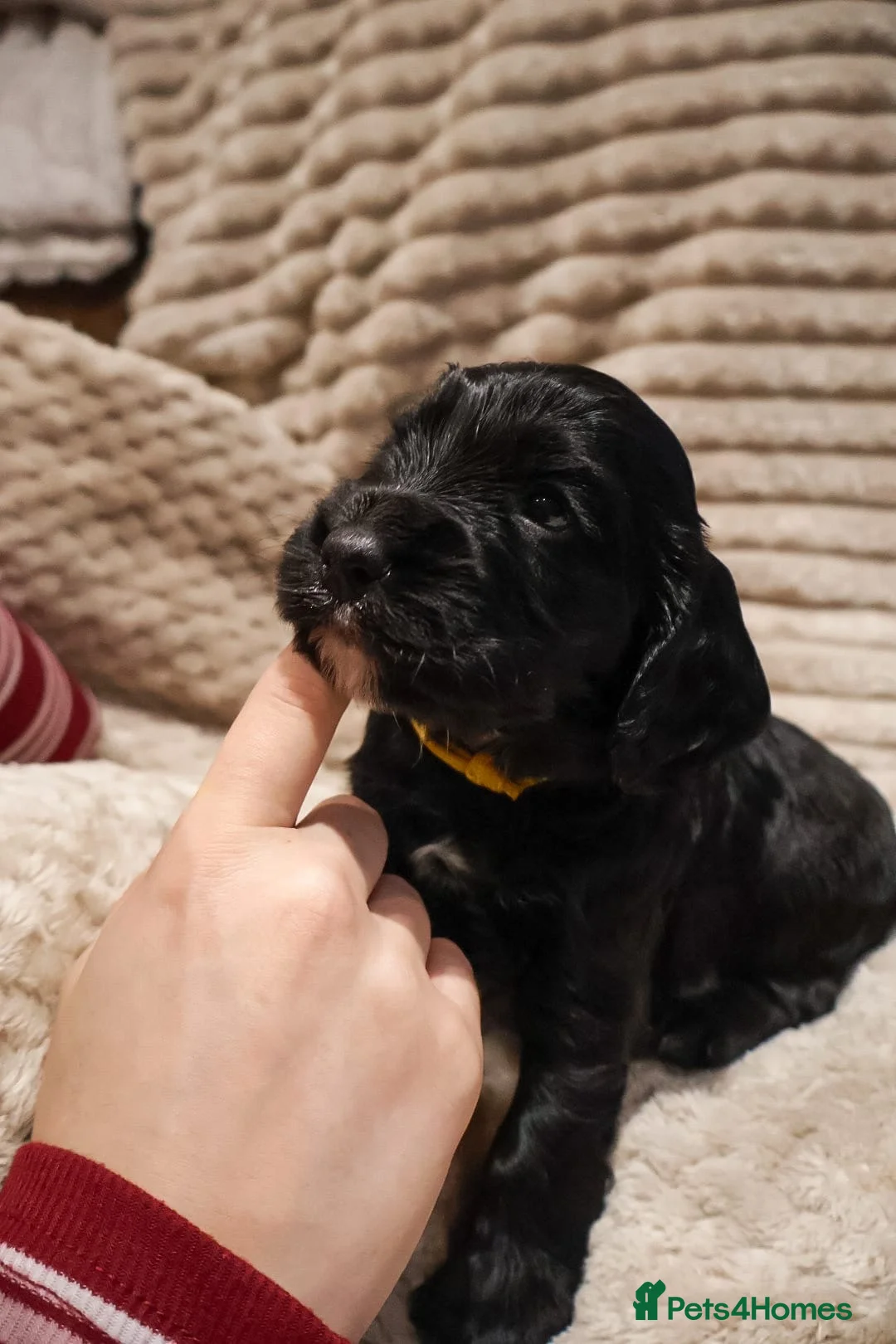 Cocker Spaniel dogs for sale: Cocker Spaniel Puppies - Advert 28