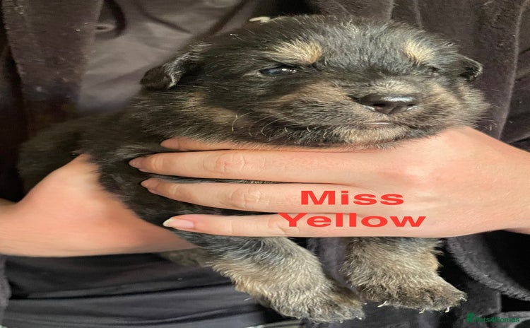 German Shepherd dogs - Advert 5