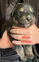 German Shepherd dogs - Advert 3