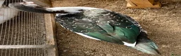 Ducks poultry for sale: Muscovy Females  - Advert 4