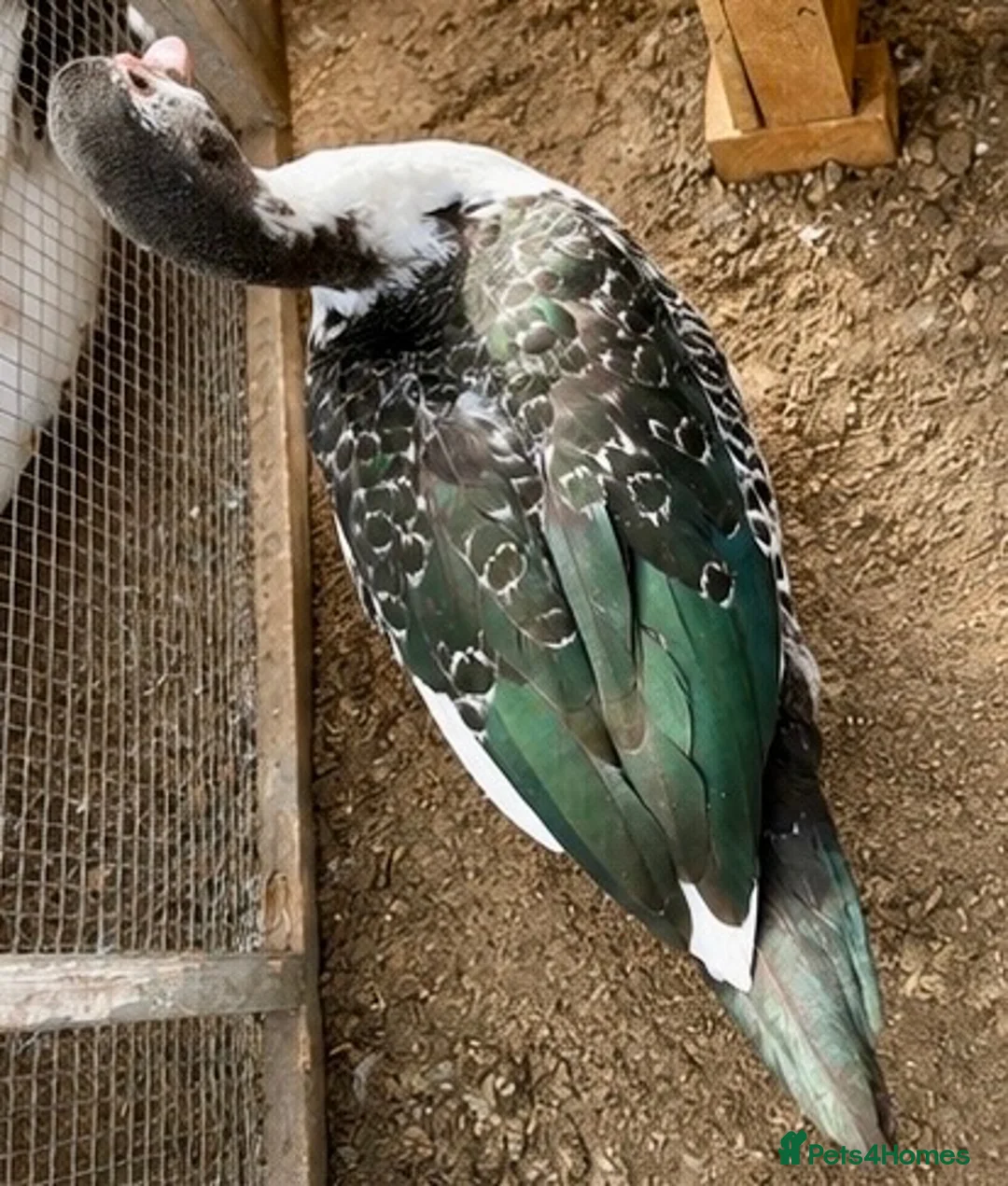 Ducks poultry for sale: Muscovy Females  - Advert 4