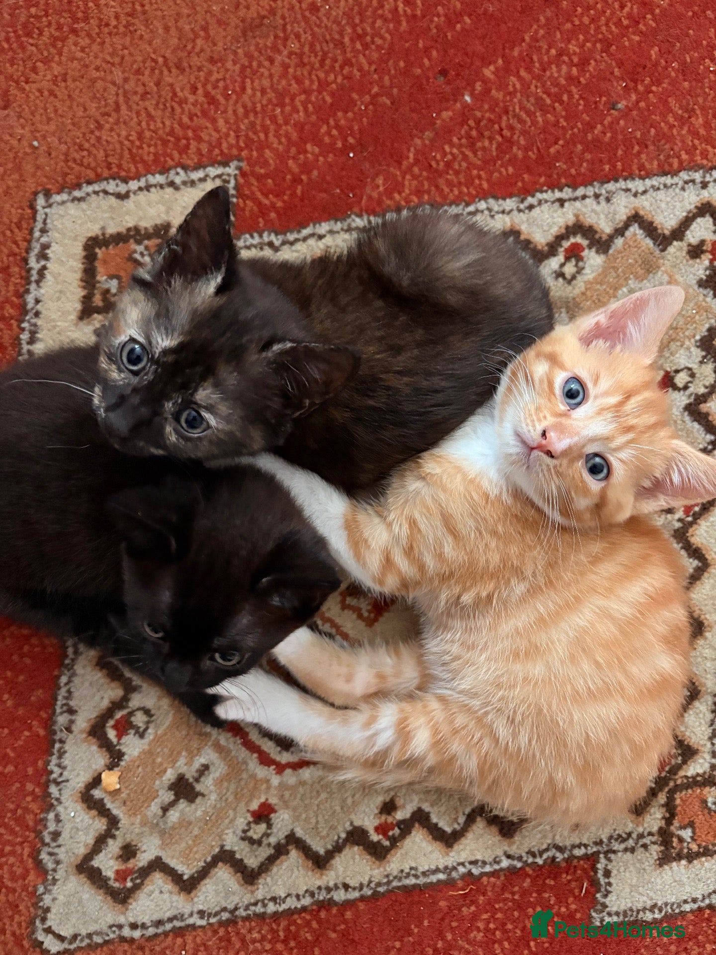 Domestic Shorthair cats 3 x 8wk old kittens.  - Advert 4