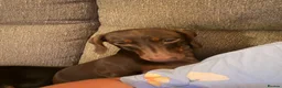 Miniature Dachshund dogs for sale: 2 girls need a forever home in Swanage - Advert 8