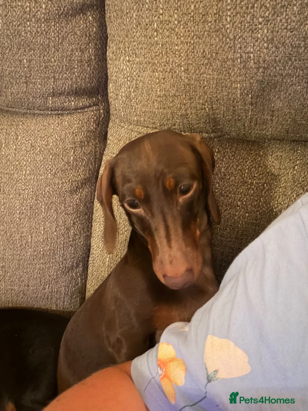 Miniature Dachshund dogs for sale: 2 girls need a forever home in Swanage - Advert 8