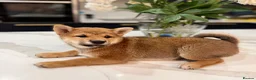 Japanese Shiba Inu dogs for sale: Exceptional Shiba Inu Puppies for Sale in London - Advert 17