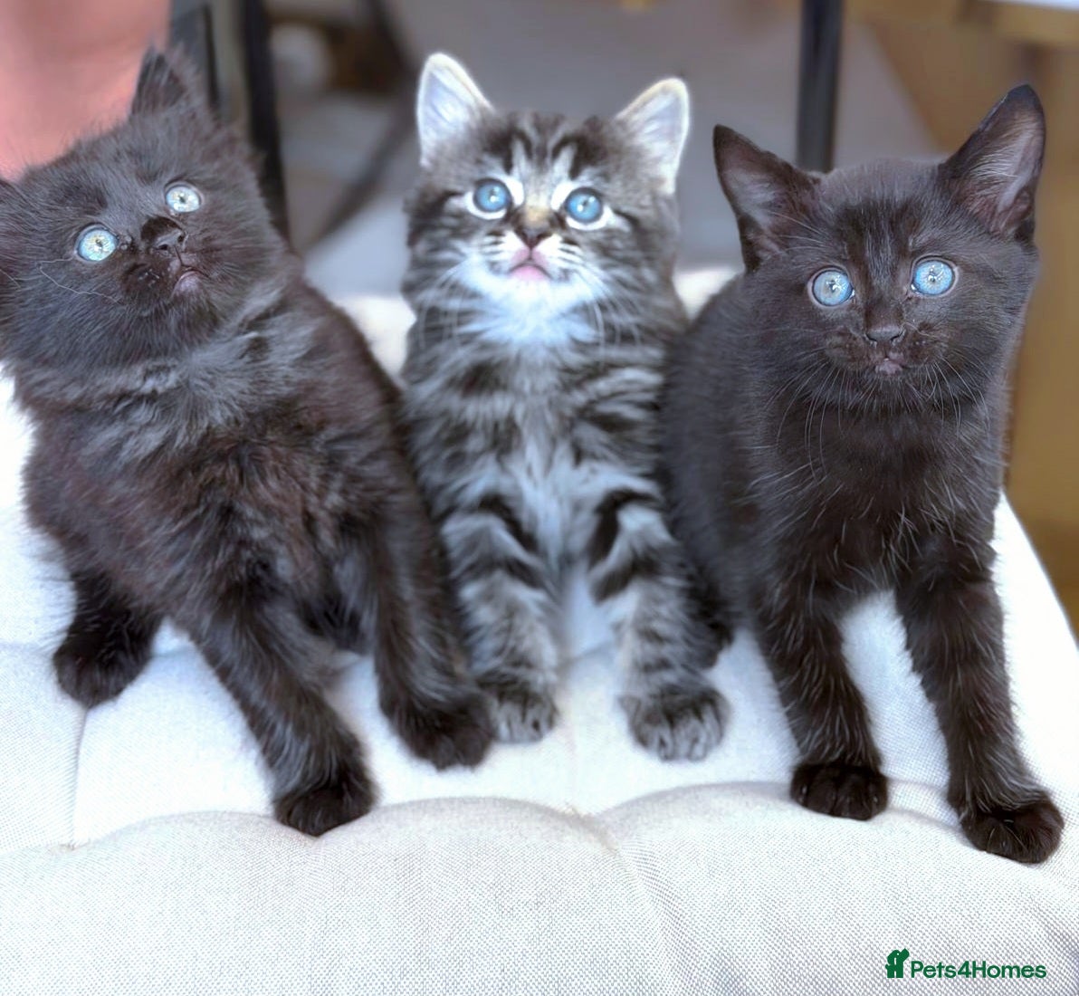 Mixed Breed cats Adorable Ragdoll Mixed Kittens  - Advert 2