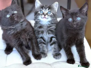 Mixed Breed cats Adorable Ragdoll Mixed Kittens - Advert 2