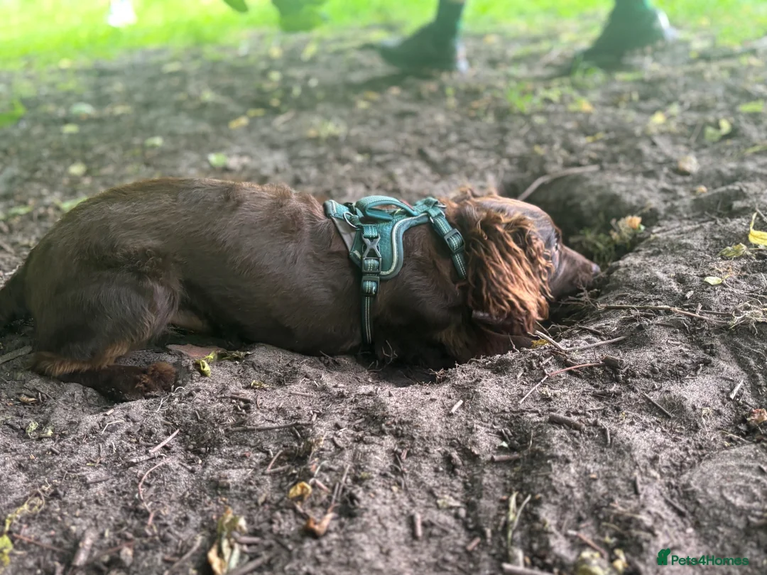 Cocker Spaniel dogs for stud: Dougie the chocolate stud - Advert 7
