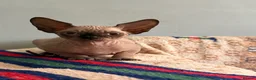 Sphynx cats for sale: Horus 😻 Sphynx Boy – Ready for His Home - Advert 11