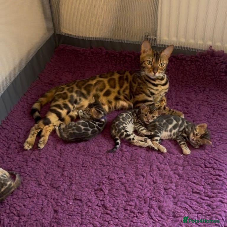 Bengal cats Beautiful Purebred Bengal Kittens  - Advert 10